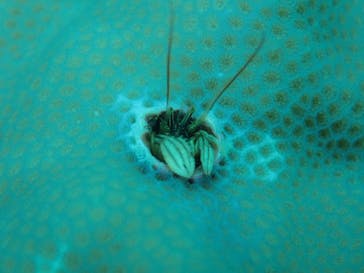 SeaJack divefamily （シージャック）に投稿された画像（2020/3/14）