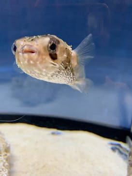 アクアワールド茨城県大洗水族館に投稿された画像（2020/3/14）