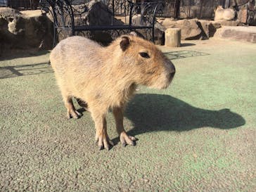 伊豆シャボテン動物公園に投稿された画像（2020/3/15）