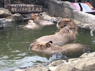 伊豆シャボテン動物公園に投稿された画像（2020/3/15）