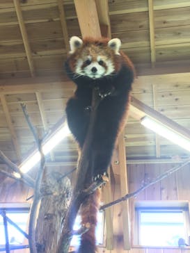 伊豆シャボテン動物公園に投稿された画像（2020/3/15）