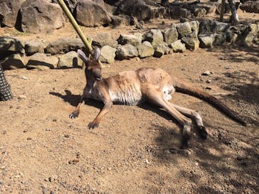 伊豆シャボテン動物公園に投稿された画像（2020/3/15）