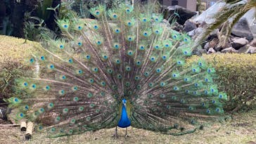 伊豆シャボテン動物公園に投稿された画像（2020/3/15）