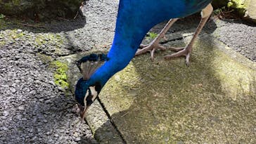 伊豆シャボテン動物公園に投稿された画像（2020/3/15）