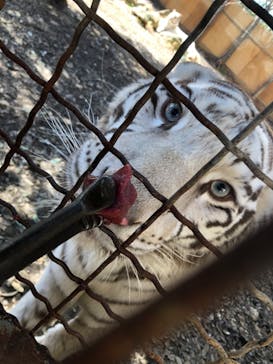 群馬サファリパークに投稿された画像（2020/3/15）