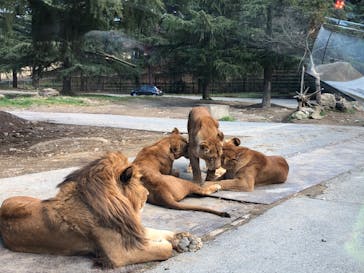 群馬サファリパークに投稿された画像（2020/3/15）