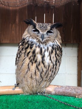 しろとり動物園に投稿された画像（2020/3/15）