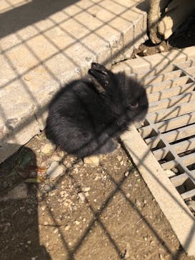 しろとり動物園に投稿された画像（2020/3/15）