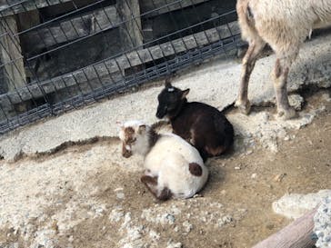 しろとり動物園に投稿された画像（2020/3/15）