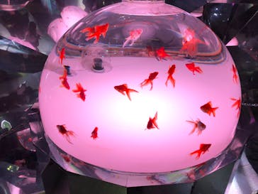 登別マリンパークニクスに投稿された画像（2020/3/15）