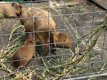 ネオパークオキナワに投稿された画像（2020/3/15）