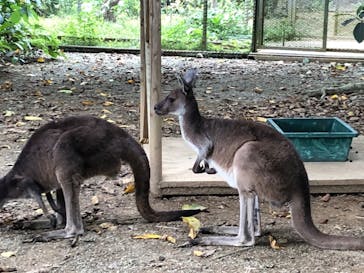 ネオパークオキナワに投稿された画像（2020/3/15）