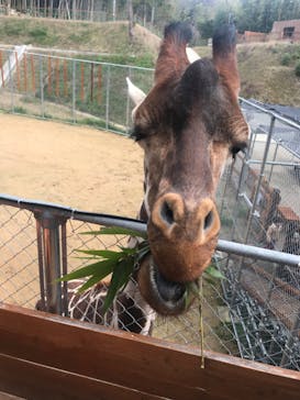 しろとり動物園に投稿された画像（2020/3/15）