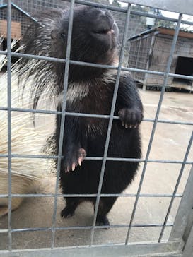 しろとり動物園に投稿された画像（2020/3/15）