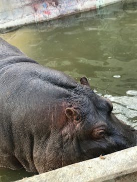 しろとり動物園に投稿された画像（2020/3/15）