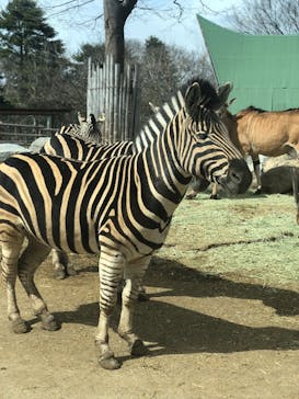 群馬サファリパークに投稿された画像（2020/3/16）