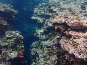 石垣島 ADVENTURE PiPi（イシガキジマアドベンチャーピピ）に投稿された画像（2020/3/17）