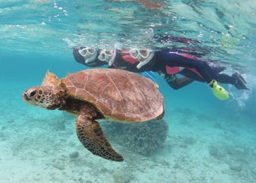 アマミエンシスに投稿された画像（2020/3/18）