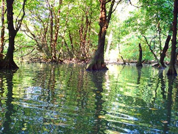 石垣島 ADVENTURE PiPi（イシガキジマアドベンチャーピピ）に投稿された画像（2020/3/18）