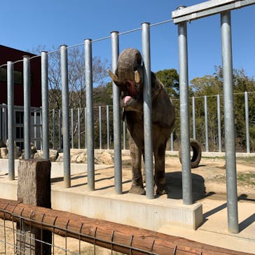 しろとり動物園に投稿された画像（2020/3/19）