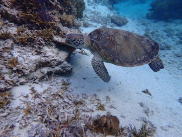 宮古島 ADVENTURE PiPi（ミヤコジマ アドベンチャー ピピ）に投稿された画像（2020/3/19）