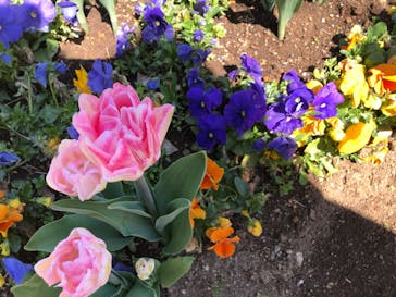 ふなばしアンデルセン公園に投稿された画像（2020/3/20）