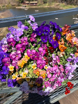 ふなばしアンデルセン公園に投稿された画像（2020/3/20）