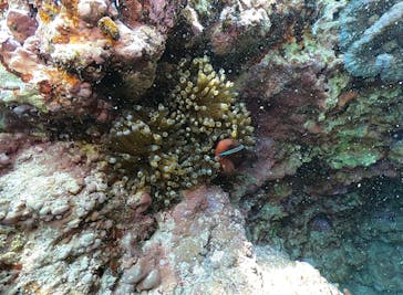 DIVING-SHOP SUNSに投稿された画像（2020/3/20）