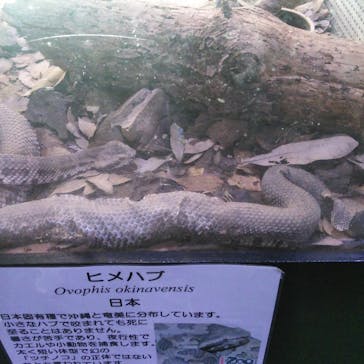 体感型動物園iZooに投稿された画像（2020/3/20）