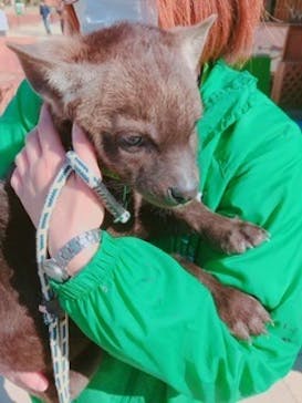 しろとり動物園に投稿された画像（2020/3/20）
