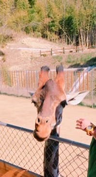 しろとり動物園に投稿された画像（2020/3/20）