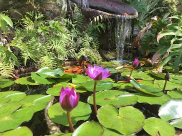 美らヤシパークオキナワ・東南植物楽園に投稿された画像（2020/3/20）