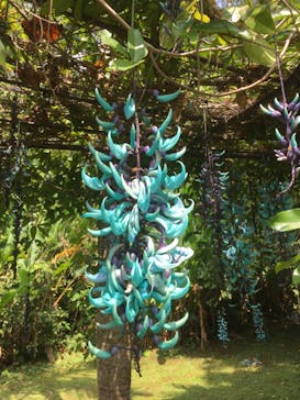 美らヤシパークオキナワ・東南植物楽園に投稿された画像（2020/3/20）