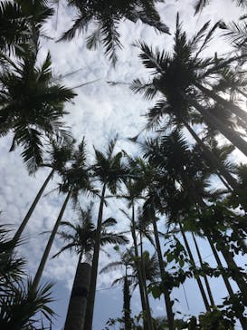 美らヤシパークオキナワ・東南植物楽園に投稿された画像（2020/3/20）