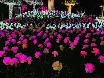 美らヤシパークオキナワ・東南植物楽園に投稿された画像（2020/3/20）