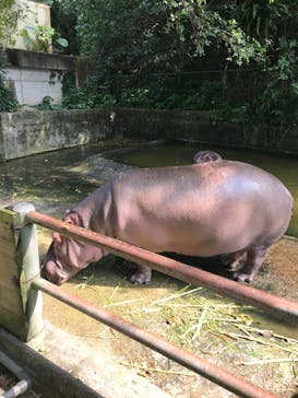 沖縄こどもの国に投稿された画像（2020/3/20）