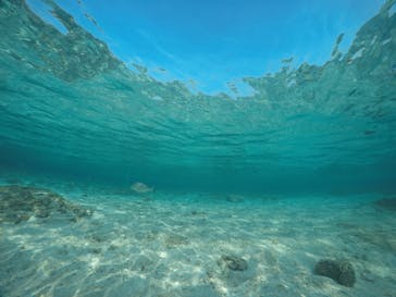 武藤潜水に投稿された画像（2020/3/21）