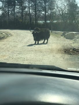 那須サファリパークに投稿された画像（2020/3/21）