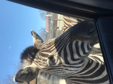 那須サファリパークに投稿された画像（2020/3/21）