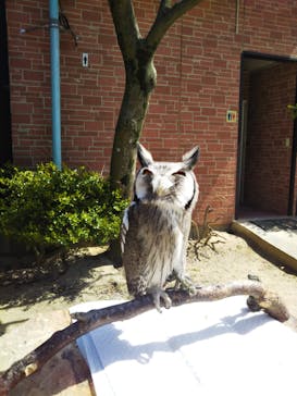 しろとり動物園に投稿された画像（2020/3/21）