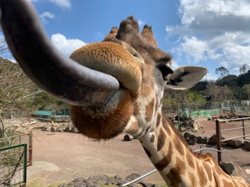 伊豆アニマルキングダムに投稿された画像（2020/3/21）