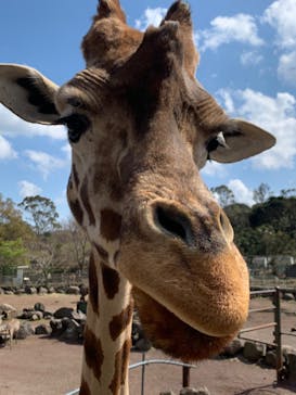 伊豆アニマルキングダムに投稿された画像（2020/3/21）