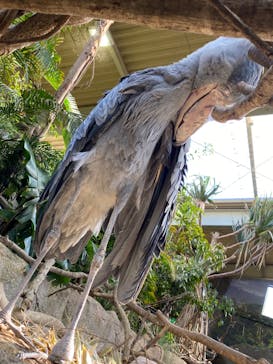 那須どうぶつ王国に投稿された画像（2020/3/21）