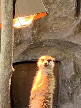 那須どうぶつ王国に投稿された画像（2020/3/21）