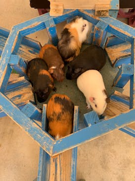 沖縄こどもの国に投稿された画像（2020/3/21）