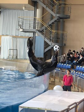 アクアワールド茨城県大洗水族館に投稿された画像（2020/3/21）