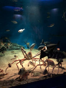 アクアワールド茨城県大洗水族館に投稿された画像（2020/3/21）