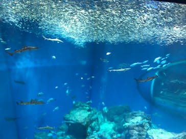 アクアワールド茨城県大洗水族館に投稿された画像（2020/3/21）