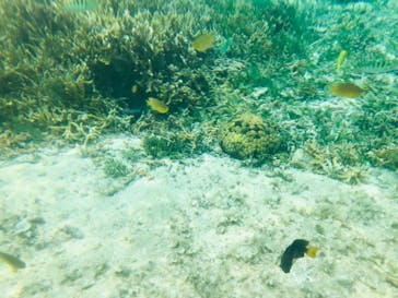 備瀬カヤックfukuに投稿された画像（2020/3/21）