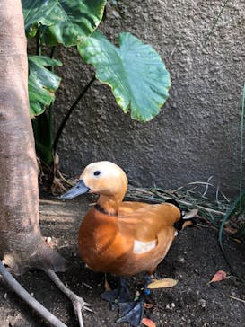 神戸どうぶつ王国に投稿された画像（2020/3/21）